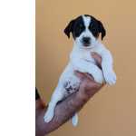 Jack Russel Terrier Jack russel com Pedigree LOP Coimbra Tentgal