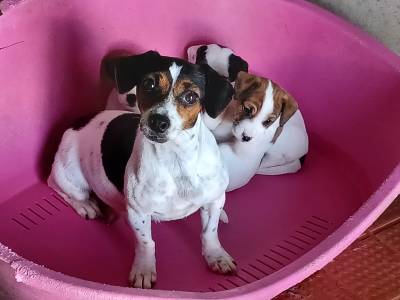 Jack russel com Pedigree LOP