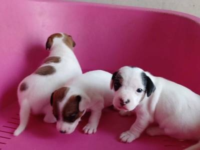 Jack russel com Pedigree LOP