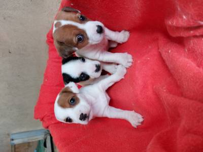 Jack russel com Pedigree LOP