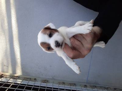 Jack russel com Pedigree LOP