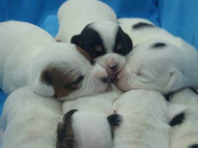 Jack russel com Pedigree LOP