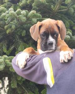 Boxer Macho Fulvo 