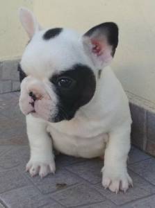 bulldog frances machos