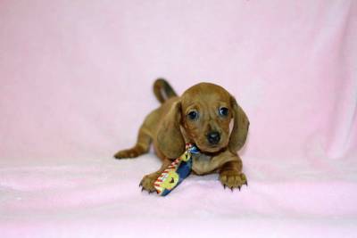 Dachshund Miniatura