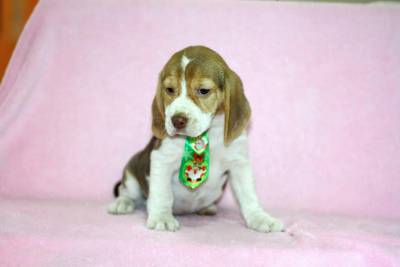 Beagle Bicolor e Tricolor