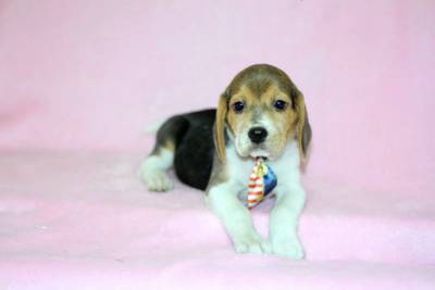 Beagle Bicolor e Tricolor