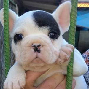 Filhotes de Bulldog Frances