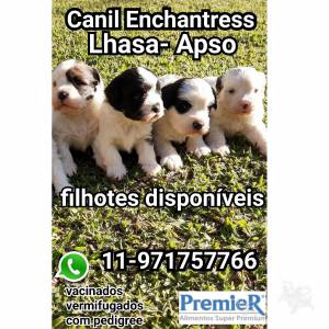 Lhasa-Apso lindos filhotes disponveis femeas e machos vrias cores