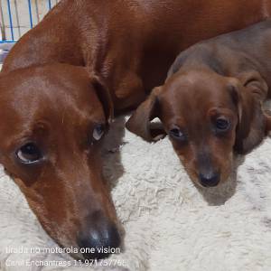 Dachshund ano Lindos filhotes disponveis