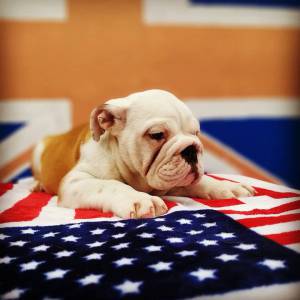 Bulldog ingles com pedigree