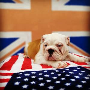 Bulldog ingles com pedigree