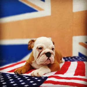 Bulldog ingles com pedigree