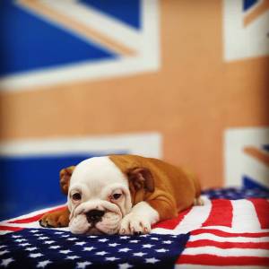 Bulldog ingles com pedigree