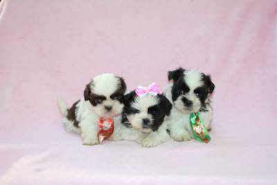 Shih tzu machos e femeas