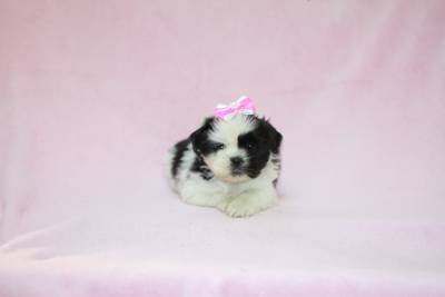 Shih Tzu Femea