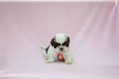 Filhotes de shih tzu