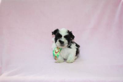 Filhotes de shih tzu