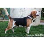 Beagle Beagle Tricolor disponível para cruzas  Lisboa Torres Vedras
