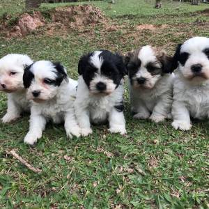 Lhasa-Apso lindos filhotes disponveis com pedigree