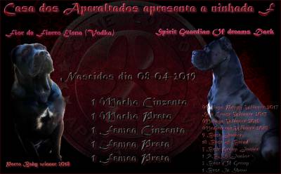 Cane corso ninhada F Casa dos Aperaltados