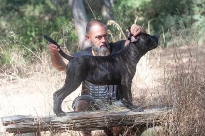 Cane corso ninhada F Casa dos Aperaltados