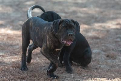 Cane corso ninhada F Casa dos Aperaltados