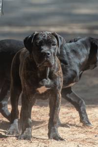 Cane corso ninhada F Casa dos Aperaltados