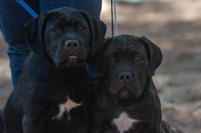 Cane corso ninhada F Casa dos Aperaltados