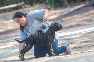 Cane corso ninhada F Casa dos Aperaltados