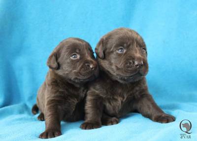 Ninhada Labrador Retriever