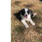 Border Collie Filhotes de border collie So Paulo IBINA