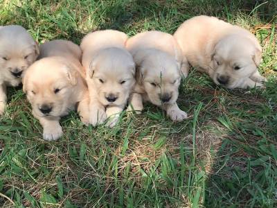 Filhotes de Golden Retriever