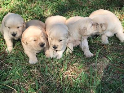 Filhotes de Golden Retriever