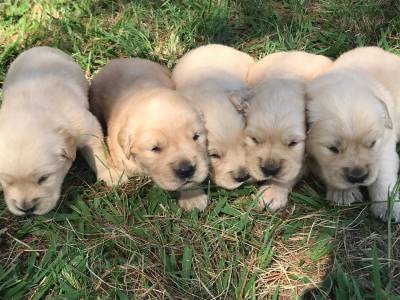 Filhotes de Golden Retriever