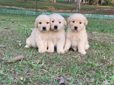 Filhotes de Golden Retriever