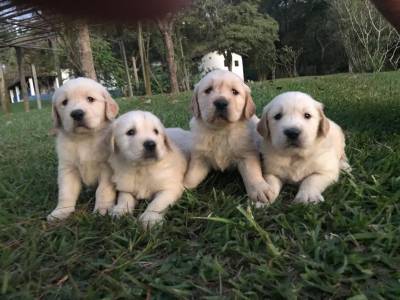 Filhotes de Golden Retriever