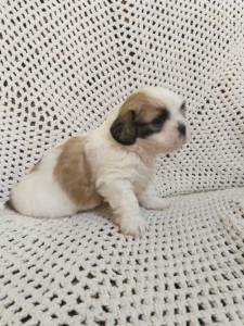 Lhasa-Apso lindos filhotes disponveis com pedigree