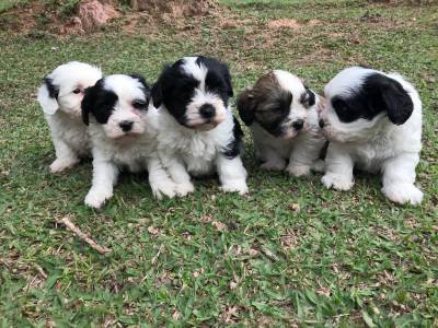 Lhasa-Apso lindos filhotes disponveis com pedigree