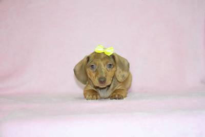 Dachshund Miniatura