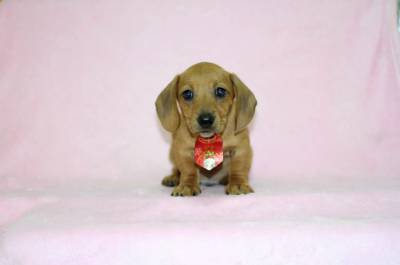 Dachshund Miniatura