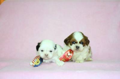 Filhotes de Shih Tzu