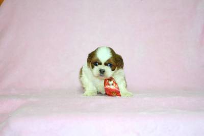 Filhotes de Shih Tzu