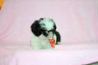 Filhotes de Shih Tzu