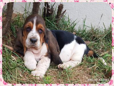 Filhotes de Basset Hound Tricolor