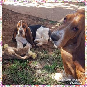 Filhotes de Basset Hound Tricolor