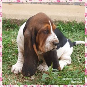 Filhotes de Basset Hound Tricolor