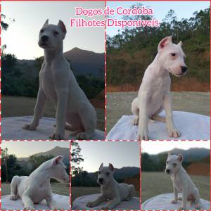 Filhotes de Dogo Argentino e Pastor Belga Malinois disponveis