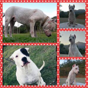 Filhotes de Dogo Argentino e Pastor Belga Malinois disponveis