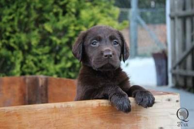 Ninhada Labrador Retriever